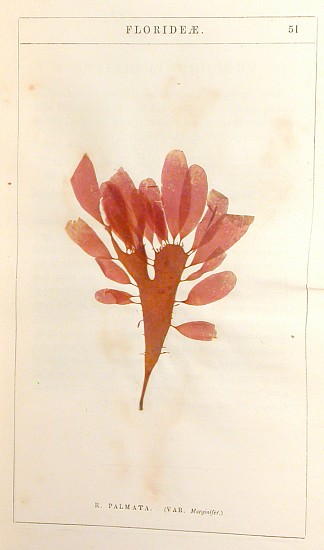 J. R. Hulme, The Scarborough Algae.
1842