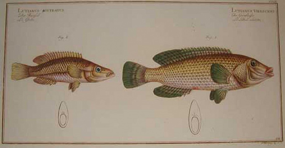Marcus Elieser Bloch, Ichtyologie, ou histoire naturelle générale et particulière des poissons. Avec des figures enluminées, dessinées d'après nature.
1796