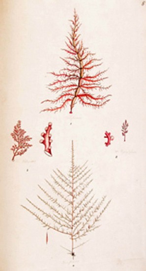 Stackhouse, Nereis Britannica; containing all the species of Fuci, natives of the British Coasts: with Description in English and Latin.
1795-1801