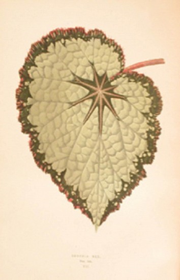 LOWE, E. J. and HOWARD, W., Beautiful Leaved Plants. Being a Description of the Most Beautiful Leaved Plants in Cultivation in This Country.
1891