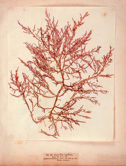 Mary Wyatt, Algae Danmonienses, or Dried Specimens of Marine Plants, principally collected in Devonshire; carefully named according to Dr. Hooker's British Flora. Prepared and sold by Mary Wyatt, dealer in shells, Torquay. Torquay: Cockrem for the author
1834 - 1840