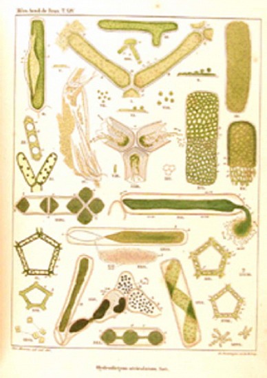 Charles Morren, RECHERCHES PHYSIOLOGIQUES SUR LES HYDROPHYTES DE LA BELGIQUE. PREMIER[-SIXIEME]
1838 - 1841