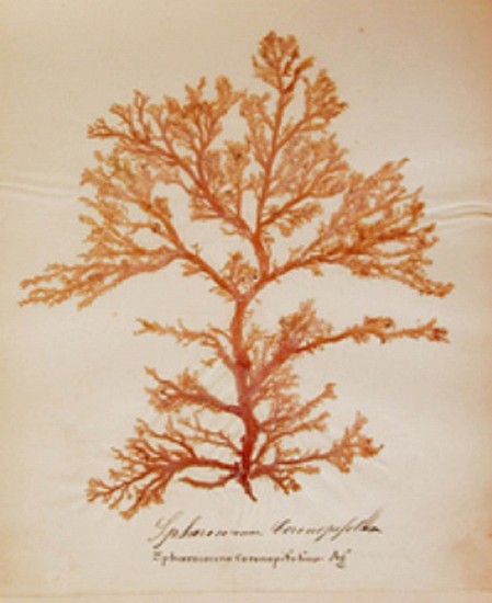 UNKNOWN, Algae Album
c1840s