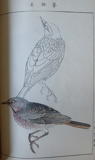 Takeuchi SEIHO after Tsuchida EISHO, Eisho Hyaku-cho Gafu [Pictures of one hundred birds from works by Eisho]