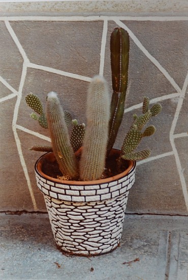 Luigi Ghirri, Cactus
1973