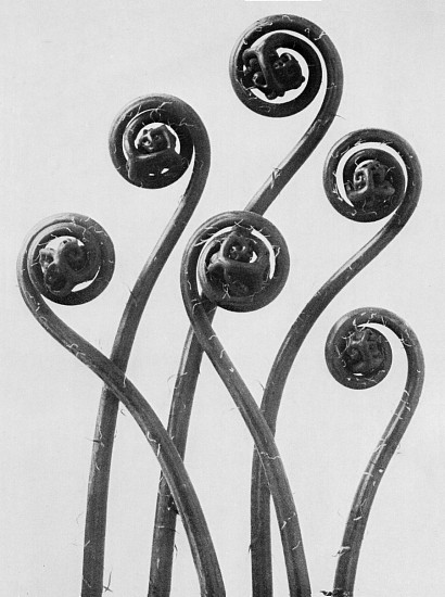 Karl Blossfeldt, First Forms of Art
1930