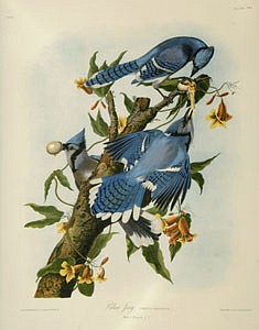 John James Audubon | The Birds of America, from Drawings