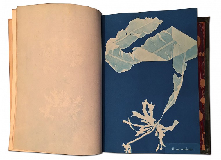 Anna Atkins, Photographs of British Algae: Cyanotype Impressions
1843