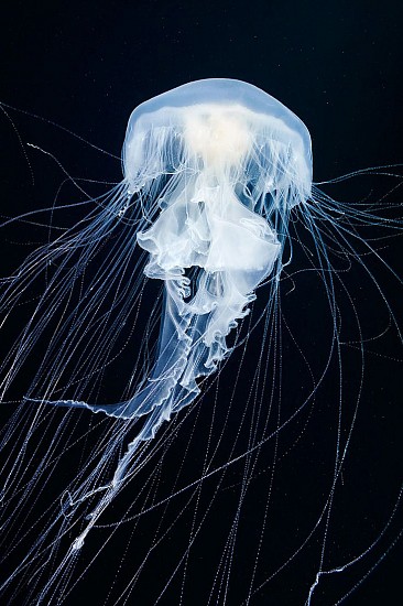 Guido Mocafico, Medusa
2006