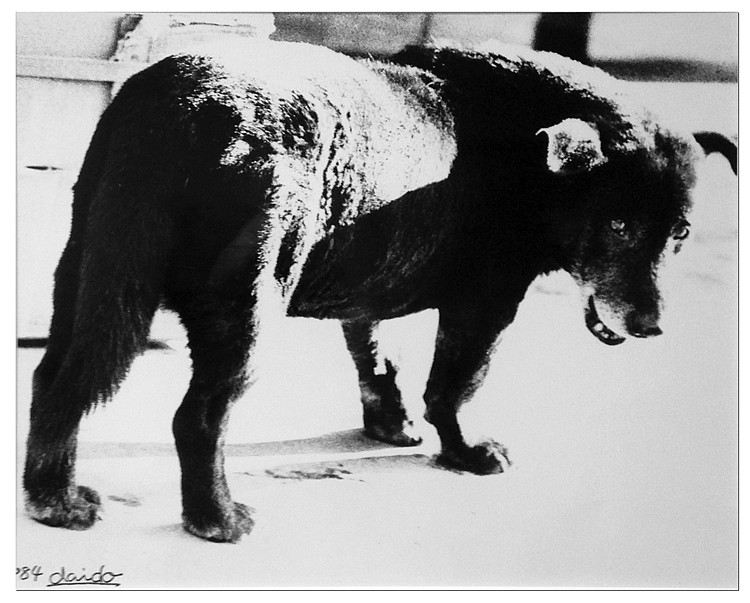 Daido Moriyama | Stray Dog | 1984 | Zucker Art Books