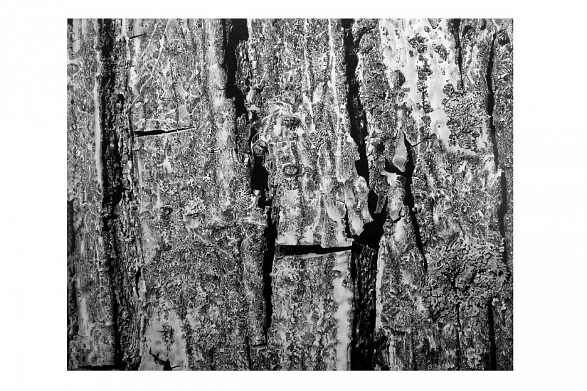 Romano Bertuzzi, Corteccia
2019