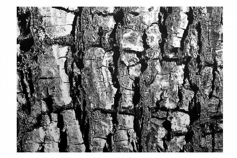 Romano Bertuzzi, Corteccia
2019