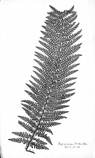 Arthur Mowbray Jones, Varieties of the British species of ferns (nature printed)
1876-1880