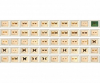 wall of butterflies copy