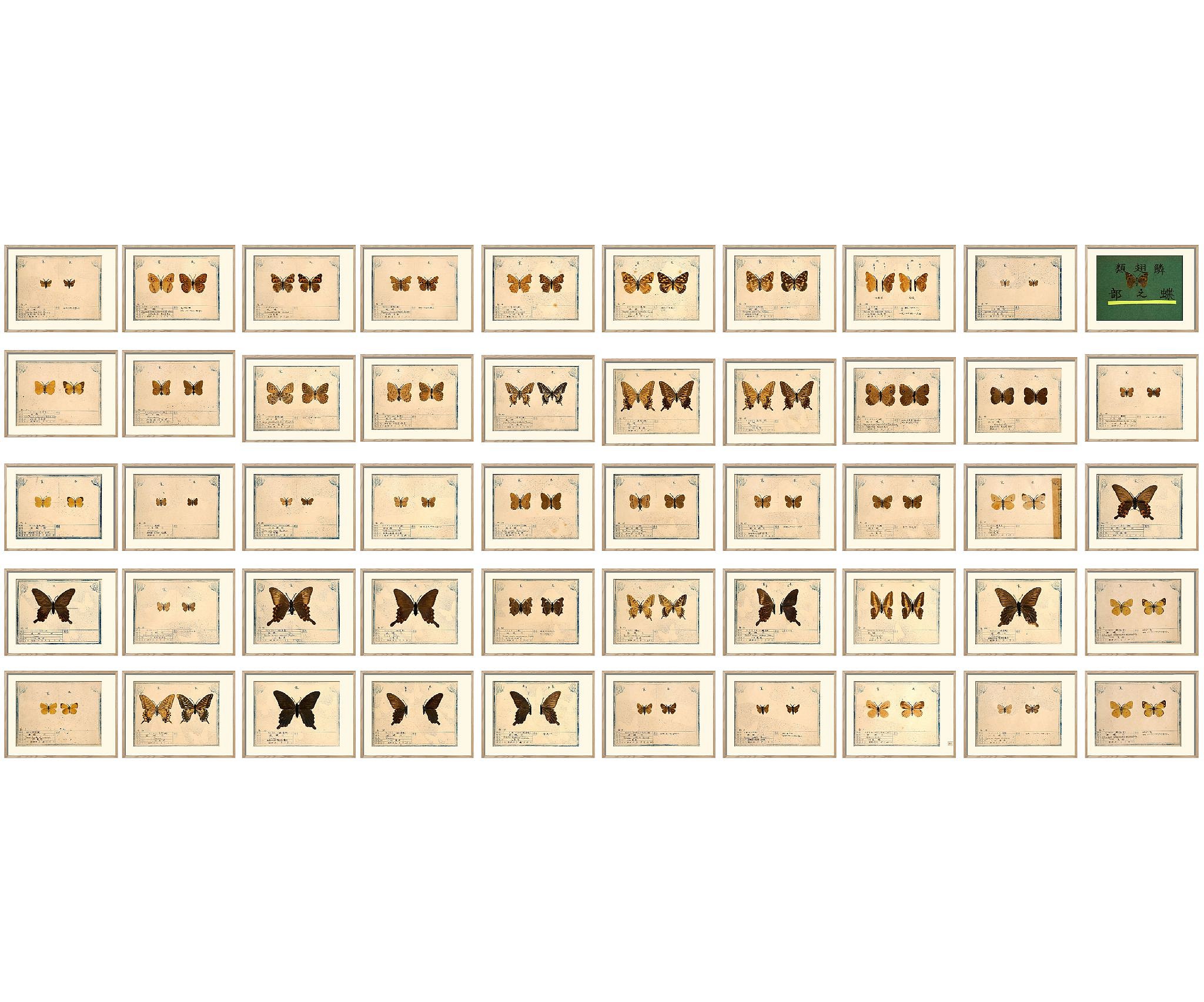 wall of butterflies copy