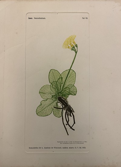 Alois Auer, Die Entdeckung des Naturesselbstdruckes oder die Erfindung etc./The discovery of Nature Printing
1853